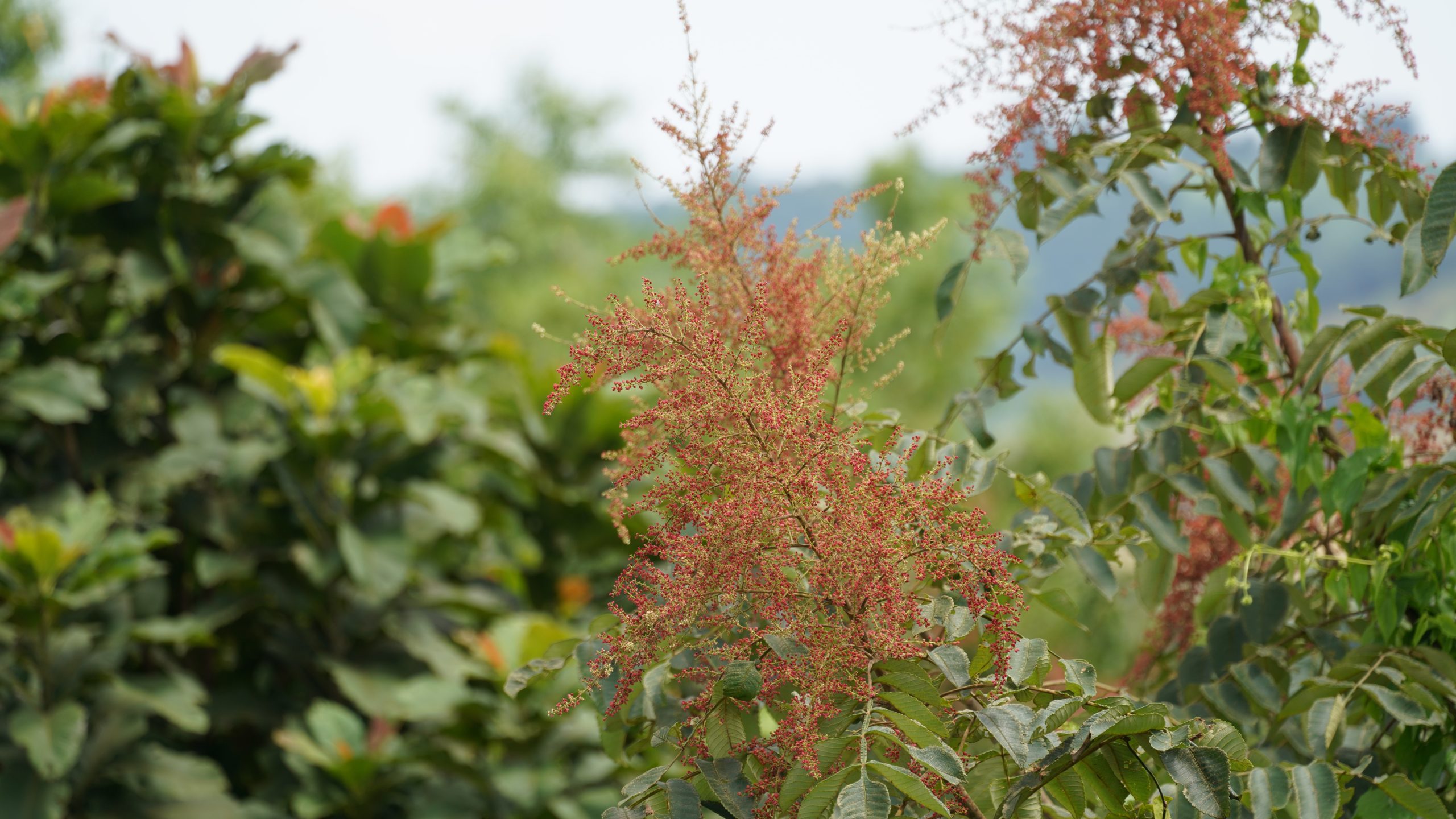 Chinese sumac herb potentially being used for tooth decay