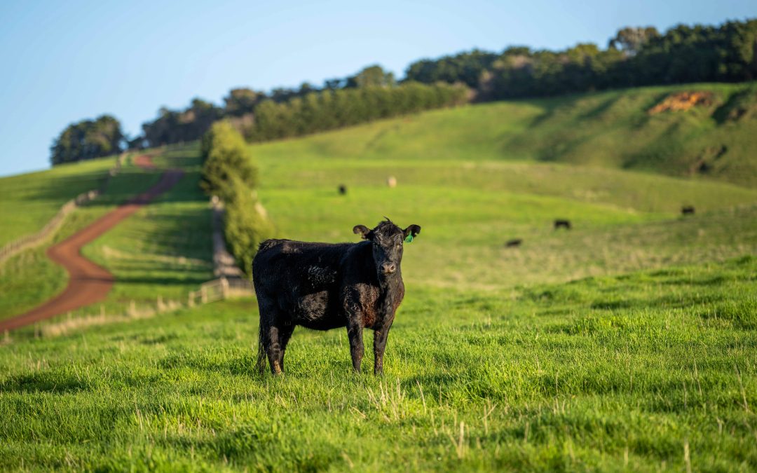 managed pasture raised cow vs grass fed, vs grain fed