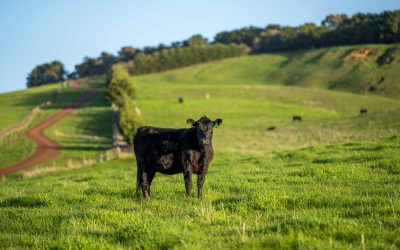 The True Impact of Grass Fed Beef: Why Your Meat’s Origin Matters More Than You Think