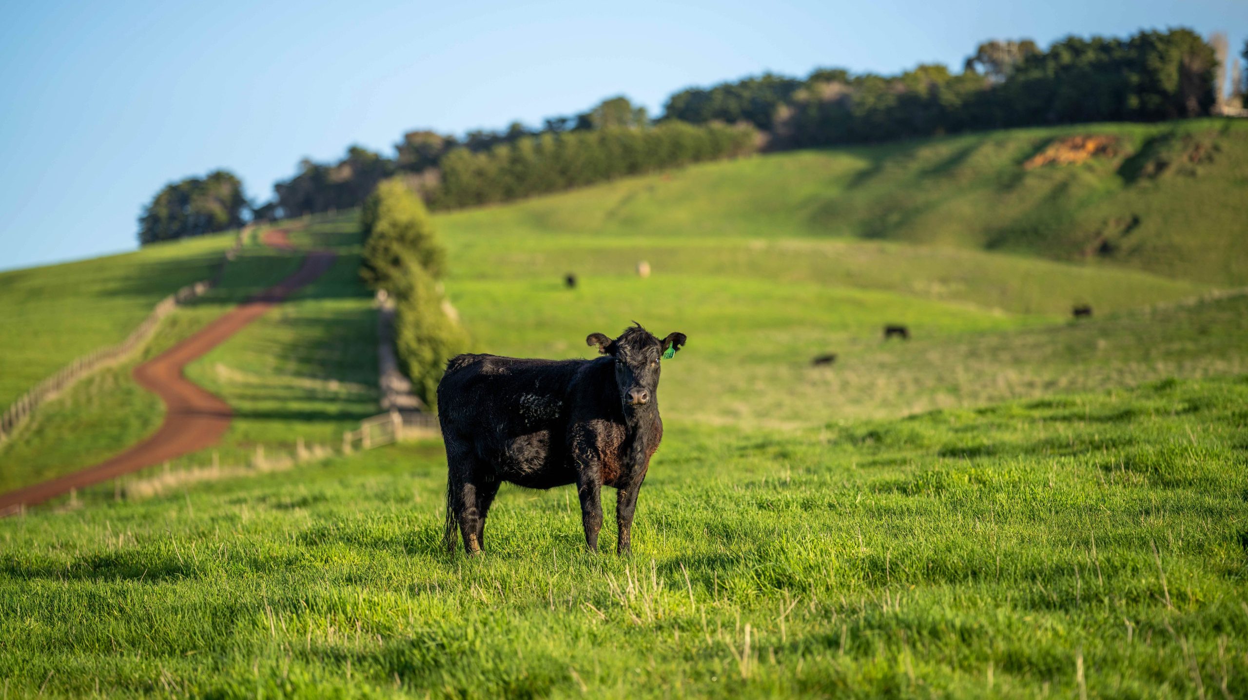 managed pasture raised cow vs grass fed, vs grain fed