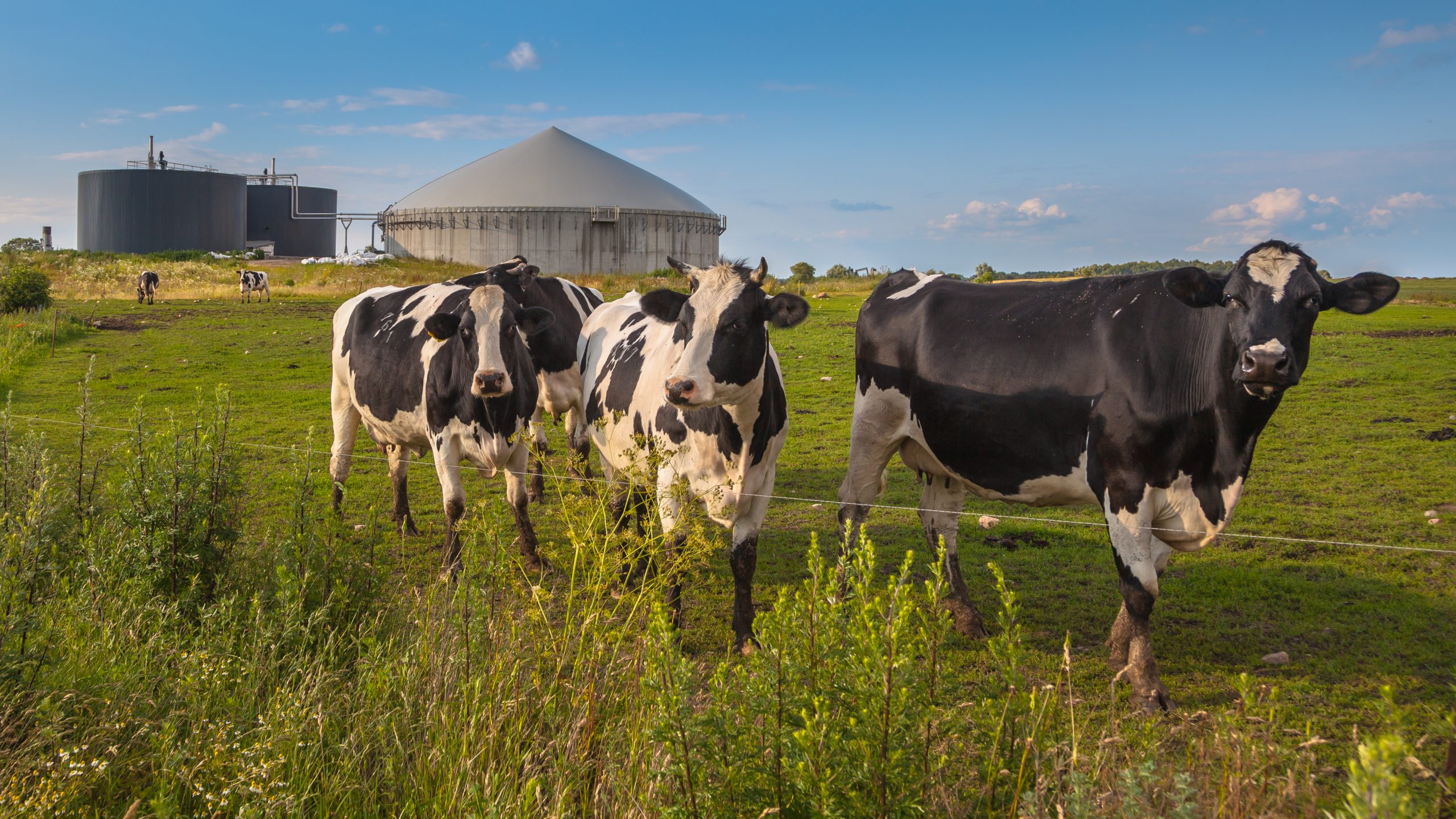 Cows on a farm digesting food