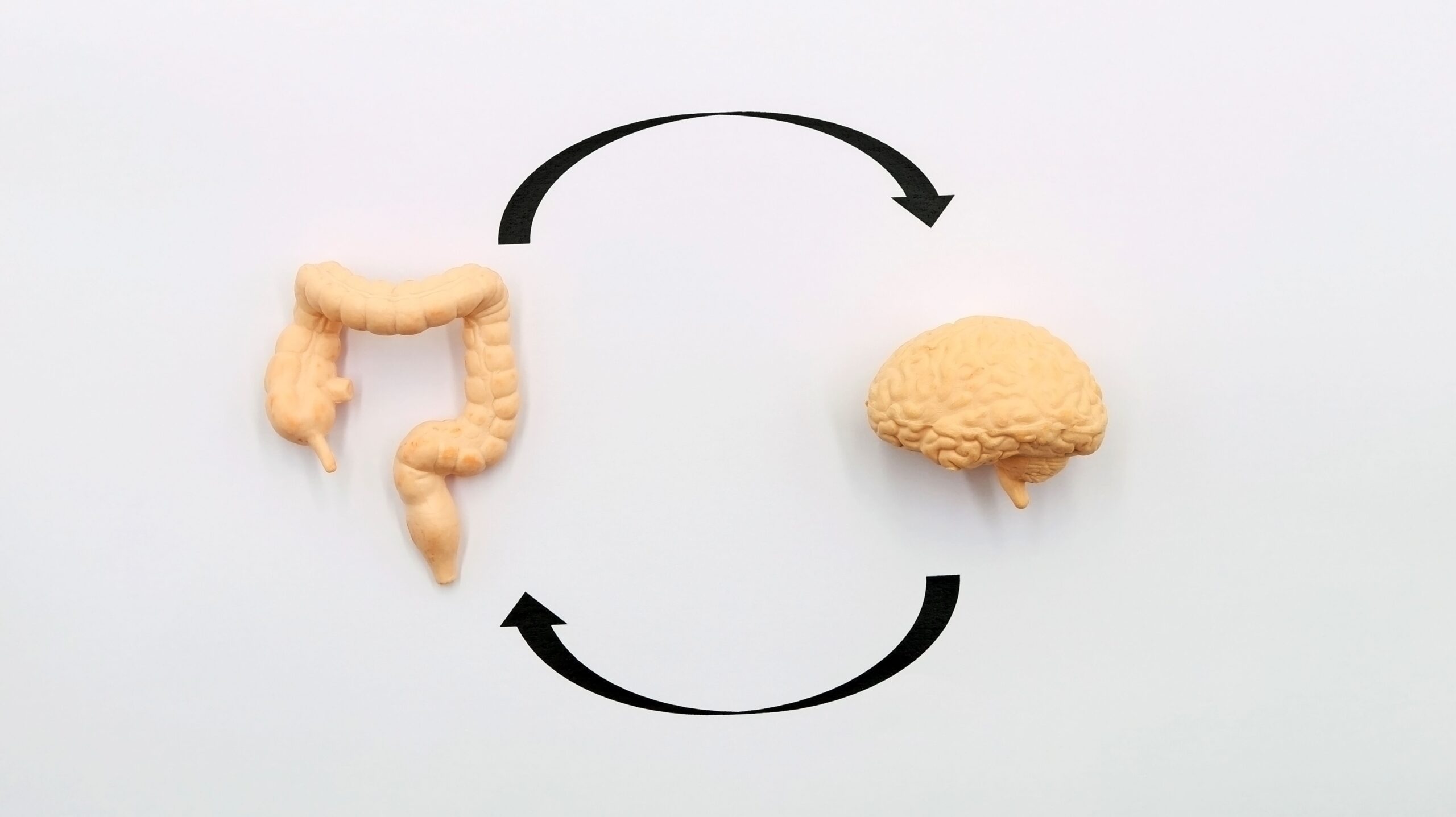 Gut Microbes Influence How You Handle Stress