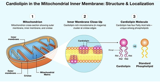 Cardiolipin in the Mitochondrial Inner Membrane