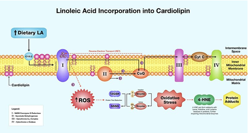 Linoleic Acid Incorporation into Cardiolipin