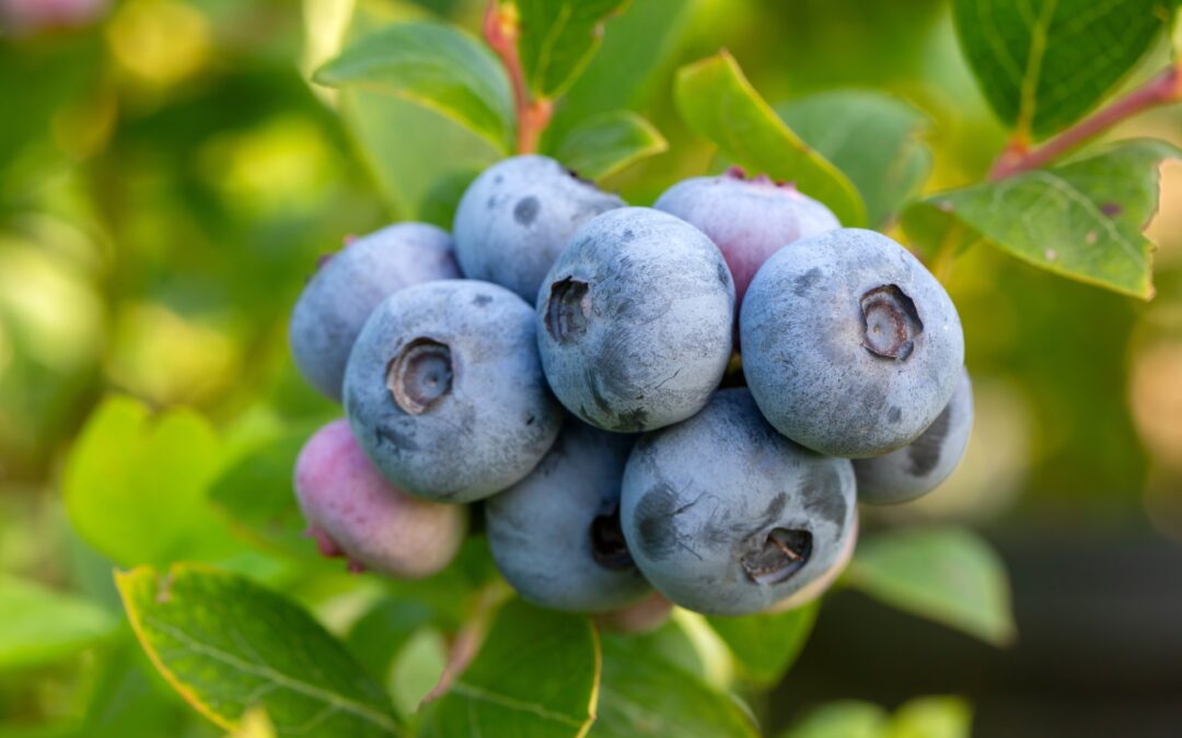 New ‘Dirty Dozen’ List Warns About Rising Pesticide Residue in Common Produce