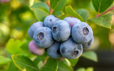 New ‘Dirty Dozen’ List Warns About Rising Pesticide Residue in Common Produce