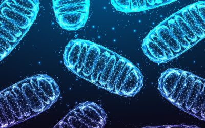 Microplastics Trigger Mitochondrial Stress in Human Liver Cells